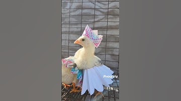 Me Nyuam Qaib Hmoob #qaibhmoob #qaibdub #qaibxiav #chickens #qaibthai #chicken #qaib #gamefowl #ayam