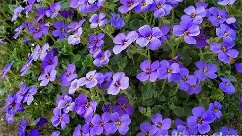 АУБРЕЦИЯ Aubrieta черенкование, и выращивание.