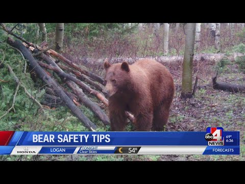 How to stay safe in Utah's bear country