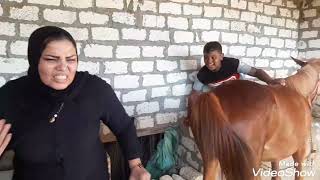 وداعا /ام نور في اسطبل الخيل وشوف رد فعل  اولادها 