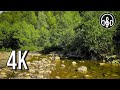 Sounds of nature. The noise of a mountain river with birdsong. 10 hours in 4K.