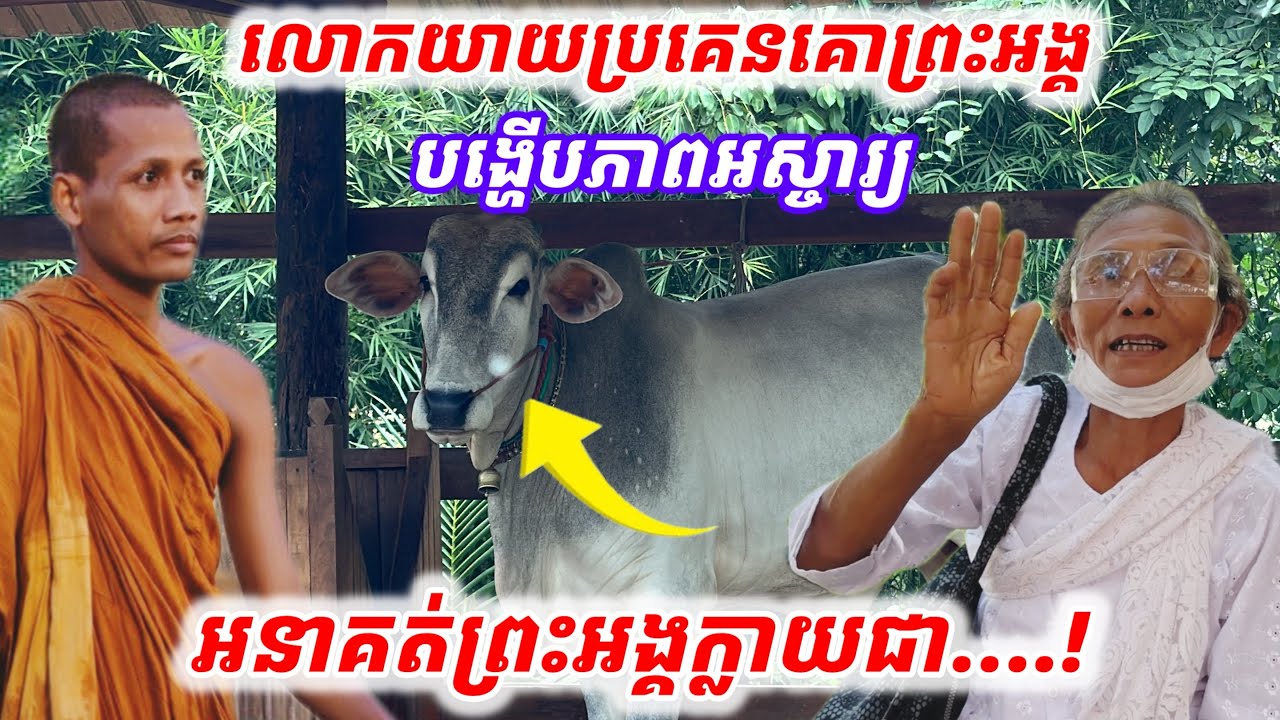 #លោកយាយប្រគេនគោព្រះអង្គមុនគេ#បង្ហើបភាពអស្ចារ្យ[អនាគត់ព្រះអង្គ ចន្ទ មុនីក្លាយជា……….!