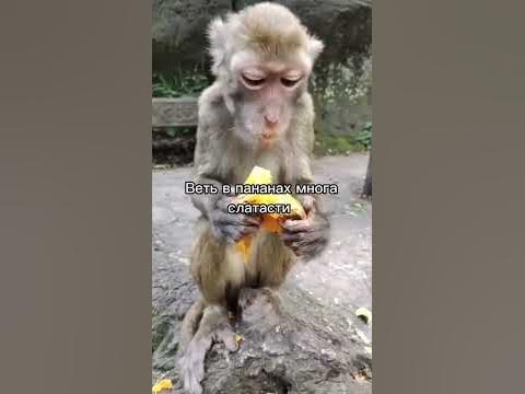 видео не моё#обезьяна #макака - YouTube