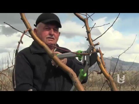 ვიდეო: ზამთრის ბაღის მოვლა