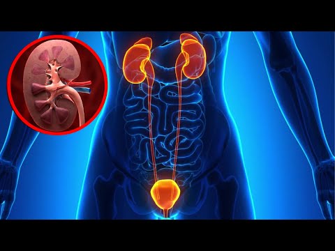 Video: Welche Nierenstruktur ist für die Produktion von Hypertonikum verantwortlich?