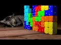 Tetris dices with sleeping cat
