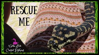 Rescuing Snakes And Other Animals With Carpet Python Lily
