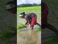 Dak gi jhomur jhum//#santhali🌺 short video 🤔😱#viralshorts