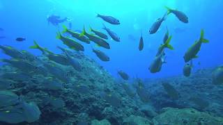 久米島ダイビング　2017.6.5〜11 SONY × INON アクションカム