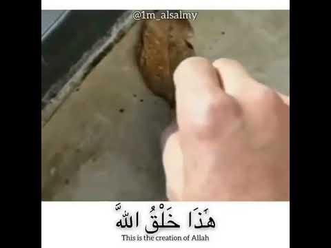 سبحانك ربي أجمل صوت منصور السالمي قطر الندى