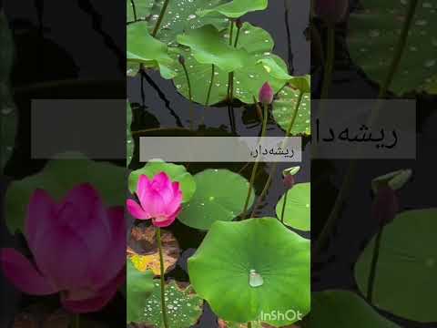 این برکه سکوتش رو فریاد می زنه بنویس برام و اگه حس کردی این تصویر باهات حرف زد سابسکرایب کن