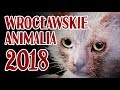 Wrocawskie animalia 2018