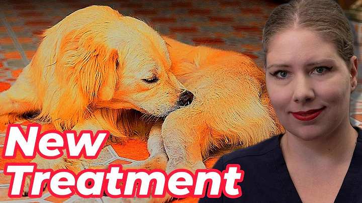 What Should You Know About Zenrelia? | Vet’s Voice