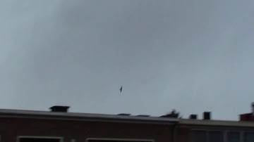 Swift Martinet Gierzwaluw Leuven 26-04-2016