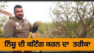 lemon farming in Punjab || nimbu di cutting kran da tareeka