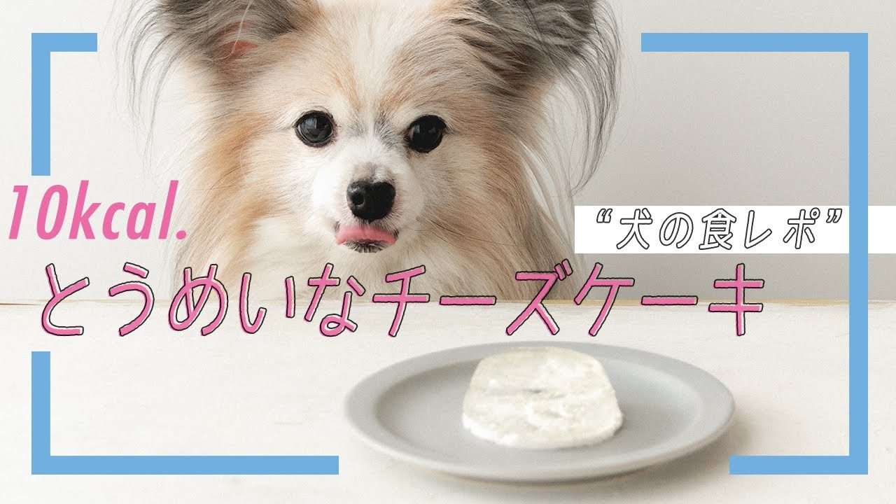 愛犬に10kcalの透明なチーズケーキを作ってみた 手作り犬おやつ Youtube