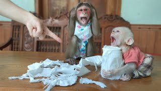 Baby monkeys Su and MiMi sorry mom because sabotaging toilet paper