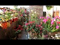 BALCONY Garden with 50+ TYPES of UNIQUE Plants