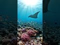 Underwater Peace 🌊💙 | Satisfying Ocean Vibes #trending #youtubeshorts #viral#satisfying #shortsvideo