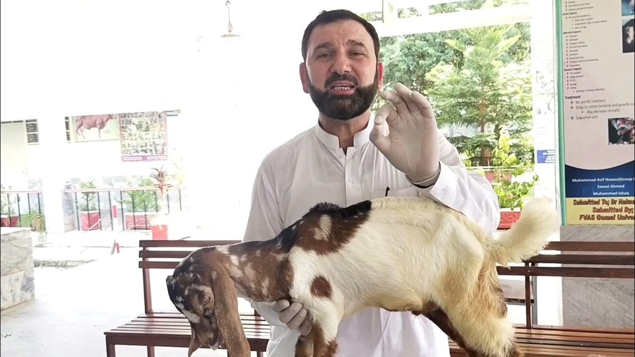 Sciatic nerve Injury Diagnosis in Goat/Sciatic nerve Injury