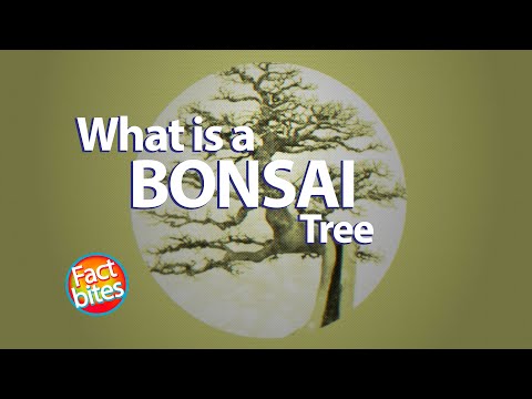 બોંસાઈ વૃક્ષ શું છે? તે ક્યાંથી આવે છે?