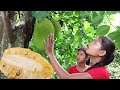 Found & Pick Natural ripe jackfruit for Food - Ripe jackfruit for Eating delicious in jungle