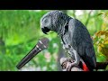 Talking Parrot - The Best Pet if You&#39;re Looking for a Friend