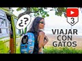 🔴3er DIRECTO "Cómo VIAJAR con GATOS" 😽😼😻