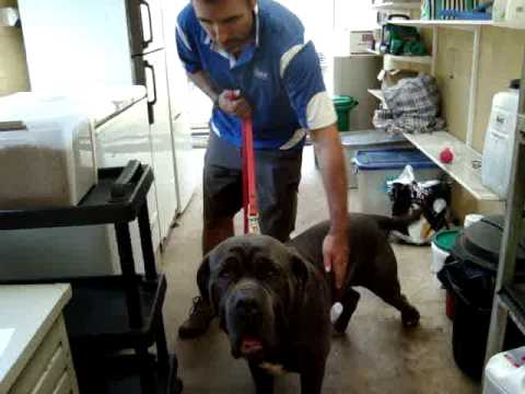 the-canine-classroom---rehabilitating-duke