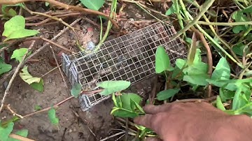 Thăm Bẫy Chuột Nhum 12 Lồng Dính 11 con Souris