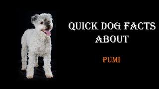Quick Dog Facts About The Pumi!