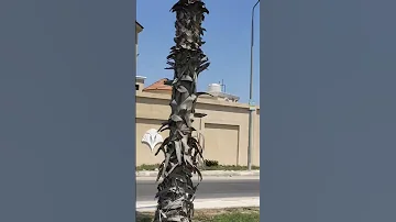 Explore العين علينا بس الرب حارس 