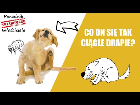 Wideo: Jak pozbyć się liszajka u psów