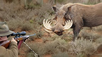 How Do Hunters And American Farmers Deal With Millions Of Wild Boars By Trap & sniper In The World