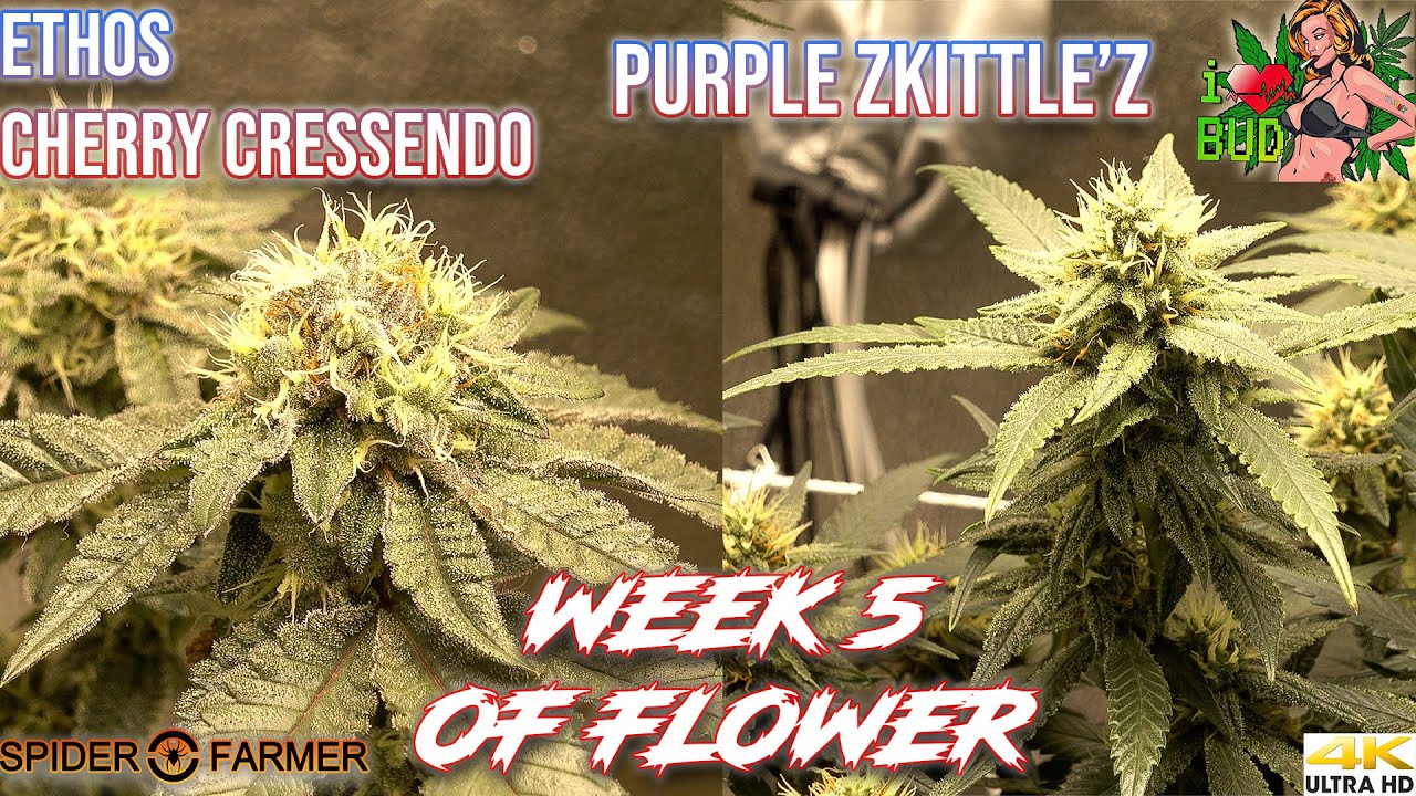 ETHOS GENETIC PURPLE ZKITTLE'S & CHERRY CRESCENDO WEEK 5 OF FLOWER