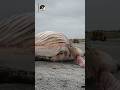 Three Whales, Three Countries — One Hidden Story