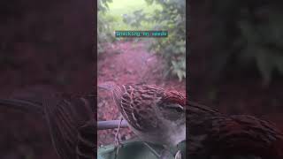 Tiny bird eating 🐦 #backyardbirds #nature #shorts #ad