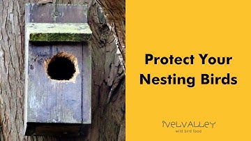Protection Plates for Nest Boxes | Ivel Valley Bird Food