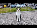 猫島の漁港にいる猫はみんな人懐っこい