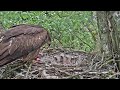 Melnās klijas~ Grejs brings a prey, Golda is feeding the chicks~12:02 PM 2021/05/27