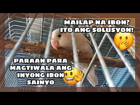 Video: 5 Mga paraan upang Sanayin ang Iyong Ibon