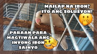 PARAAN PARA HINDI MAGING MAILAP ANG INYONG ALAGANG IBON