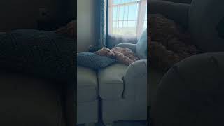 Tucker and his napping!
