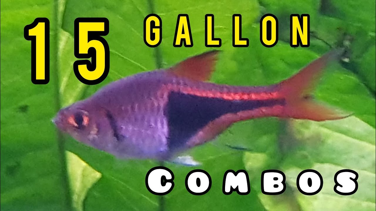 4 Sure Fire Stocking Options for a 2 Foot/15 Gallon Tank