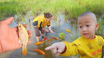 Em ổi bất ngờ thấy nhiều con cá vàng kì lạ ở cánh đồng bỏ hoang #cávàng #concá #fishing #bắtcávàng