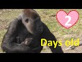 Gorilla Kisiwa & her baby, 2 days old in Safaripark Beekse Bergen