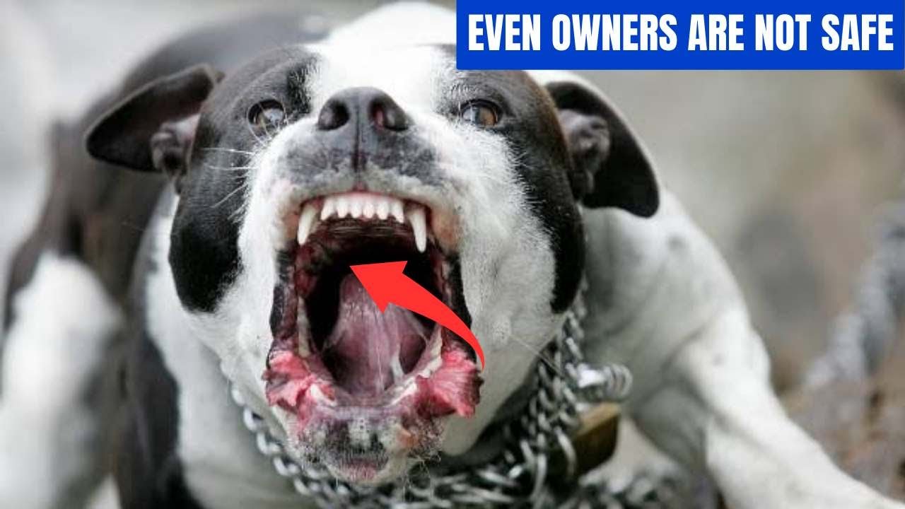 Why Do Pitbulls Attack Their Owners