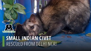 Small Indian Civet Rescued From Tree In Delhi Ncr!