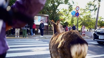 Deer Follows the Rules of the Road || ViralHog
