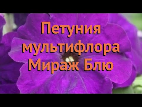 Петуния мультифлора Мираж